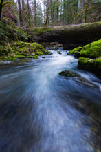 Load image into Gallery viewer, Umpqua | Umpqua National Forest, Oregon