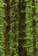 Load image into Gallery viewer, Wall of Moss | Olympic National Park, Washington