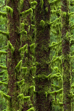 Load image into Gallery viewer, Wall of Moss | Olympic National Park, Washington
