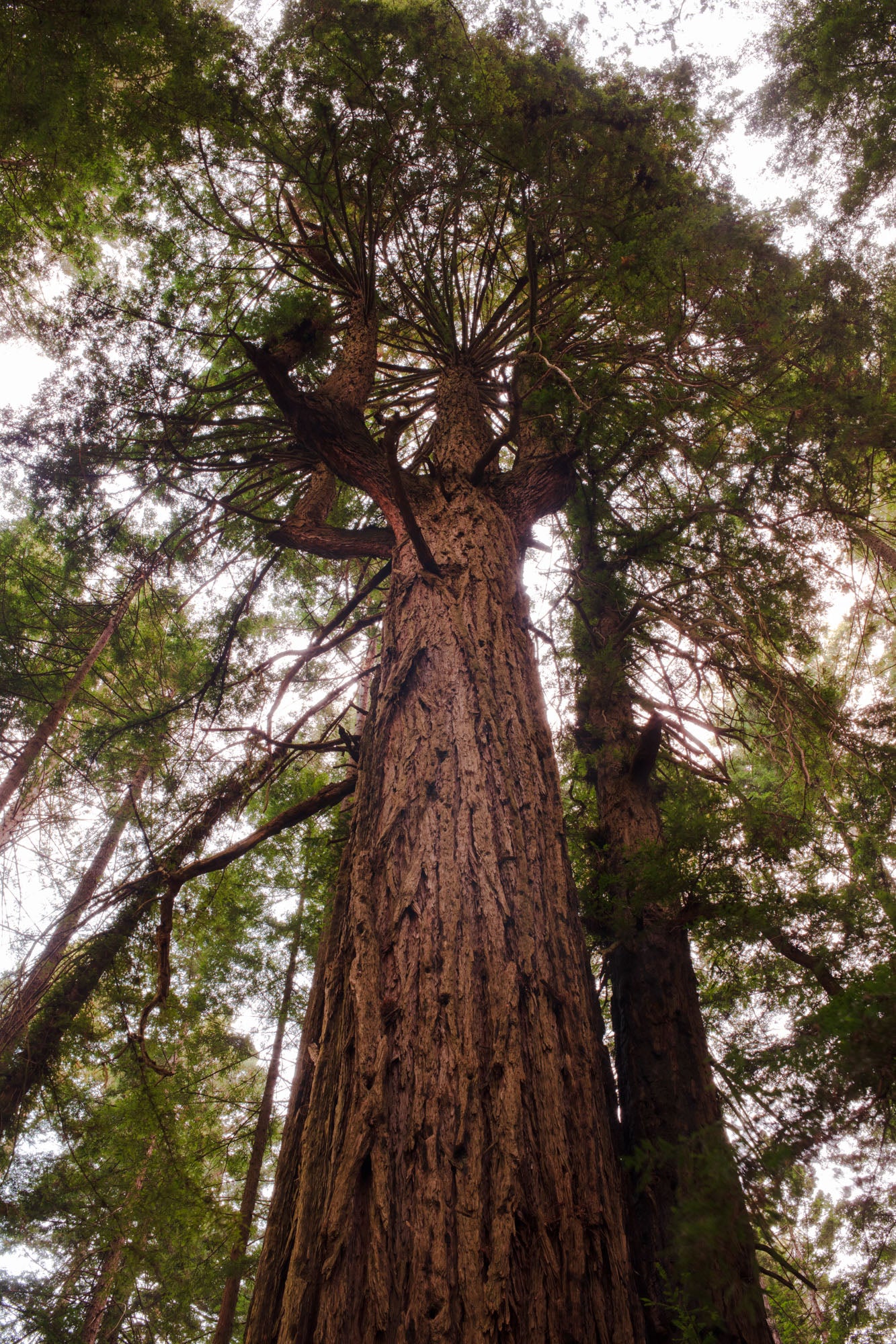 Old Growth | California Redwood Forest